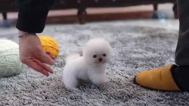 Some of the cutest small dogs in the world