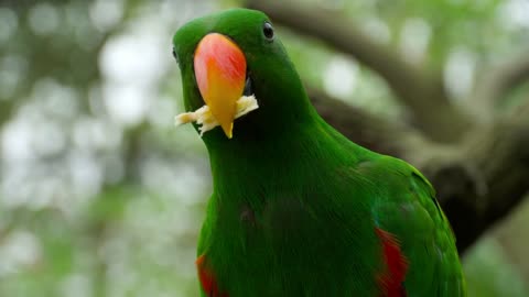 Rumble- cute parrot || Parrot eating close up😘💓