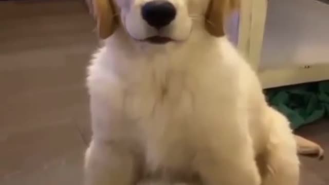 Cute Beautiful Dog Blinking Eyes Viral Top Besties Puppy - Tell me that wasn't Smooth #Top #Viral