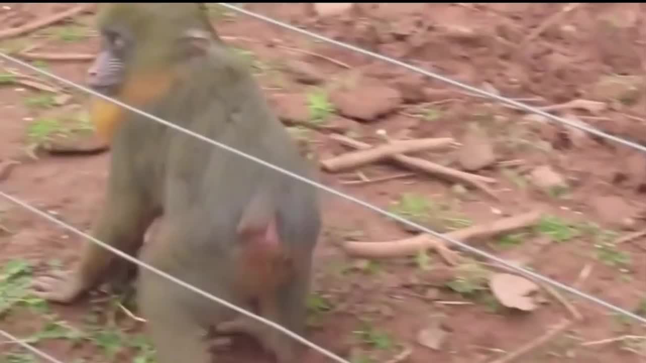 electrifying animals getting suprise