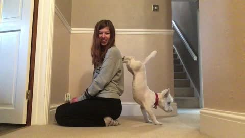 Dog Performs Handstand