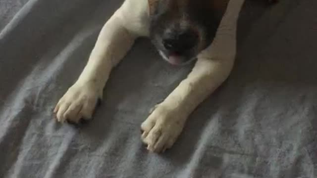 puppy jack russell terrier wants to walk