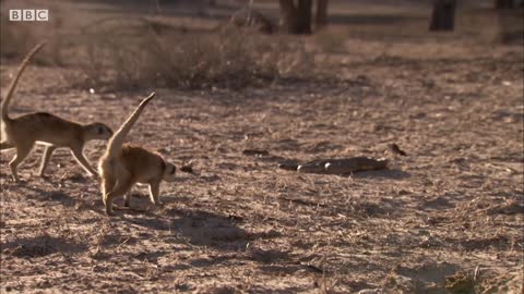 Meerkat Family Surrounds Cobra. What Happens Next? | BBC Earth