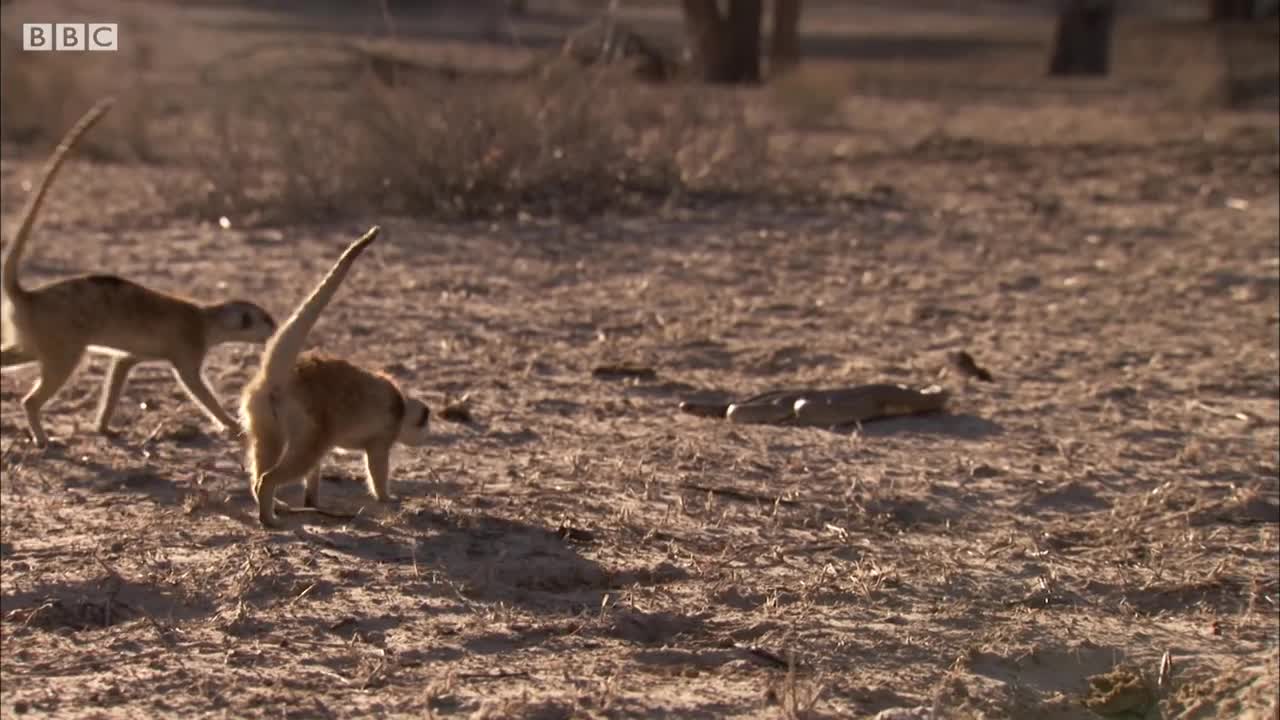 Meerkat Family Surrounds Cobra. What Happens Next? | BBC Earth