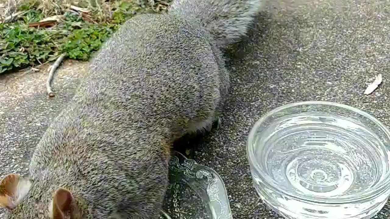 So cute and love ❤️🐿️.