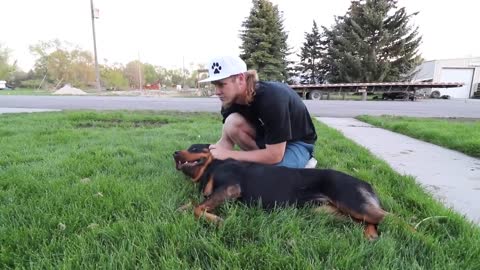 Rottweiler Puppy Meets his Dad for the First time ever! The Rotty Ranch Vlogs #013