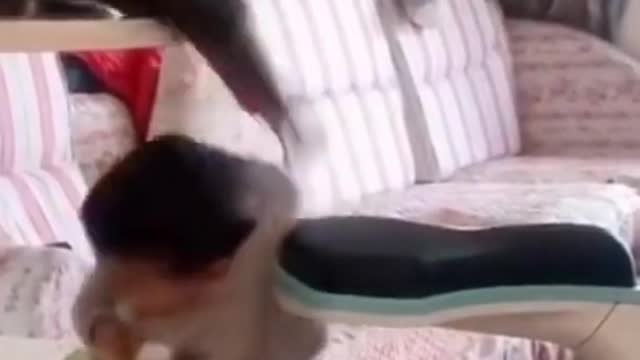 best laughing videos ever