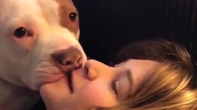 Massive pitbull kissing beautiful girl on her lips