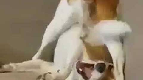 Dog playing with his tail in a funny way.