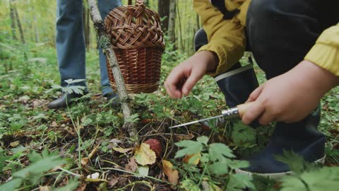 Picking Mushrooms in the Woods