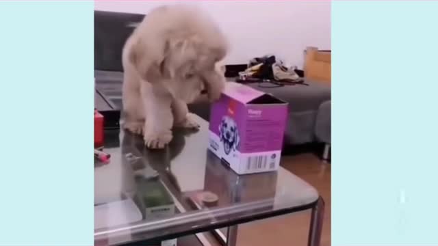 Top Funny Animals Compilation