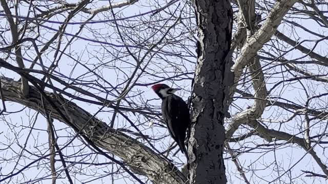 Pileated Wood Pecker again