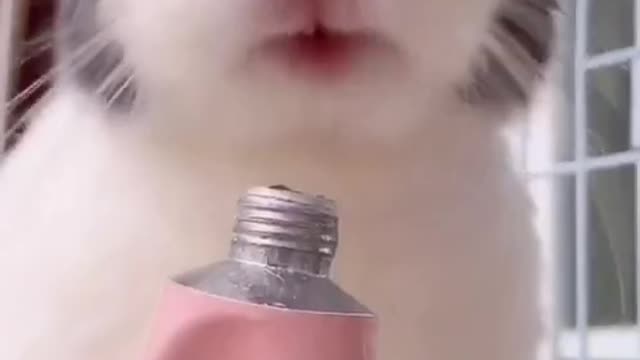 【兔子神技】
