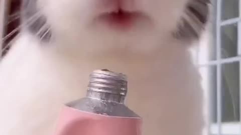 【兔子神技】