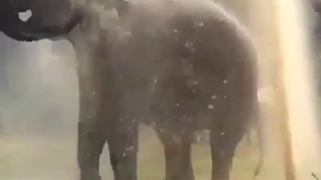 Elephant taking a shower