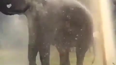 Elephant taking a shower