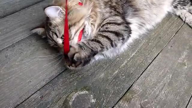 Siberian Cat on leash