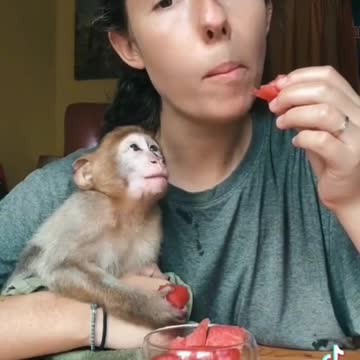 Cute liitle monkey having watermelon with his mom