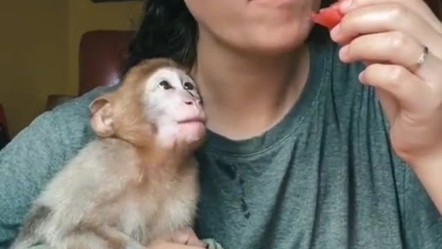 Cute liitle monkey having watermelon with his mom