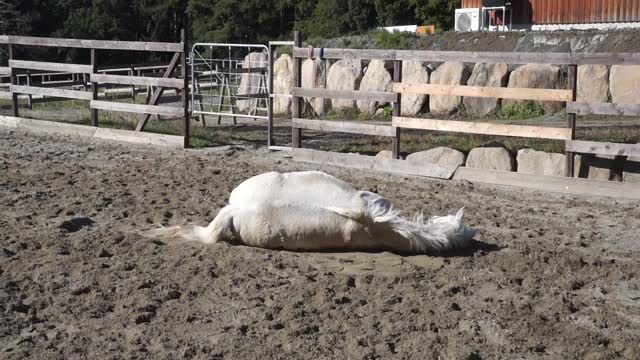 Mr.Pooh rolling