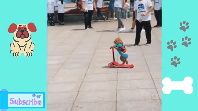 expert skating dog