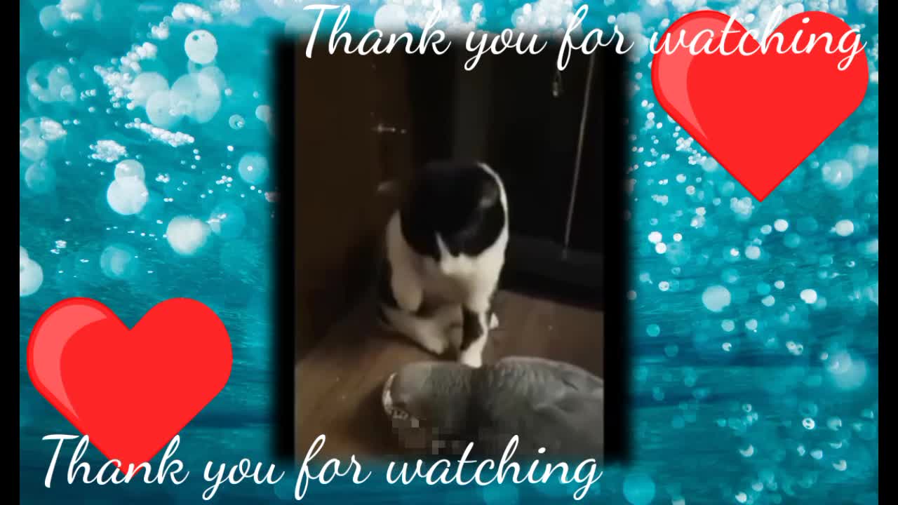 Funny cats videos