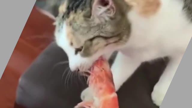 Cute Cato And Shrimp Smell