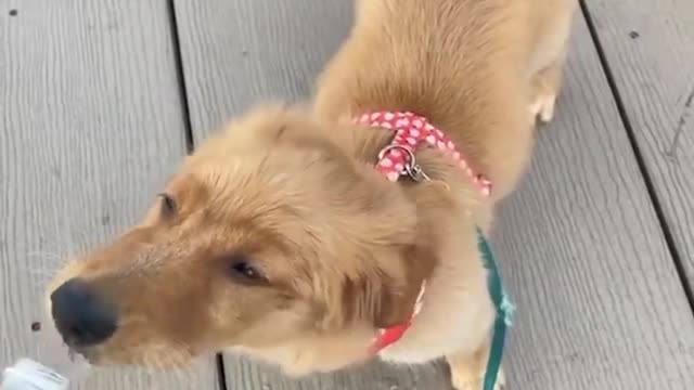 Golden retriever funny and cute puppies