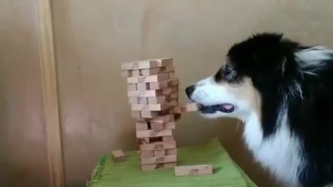 Wow this dog is amazing, clever one...