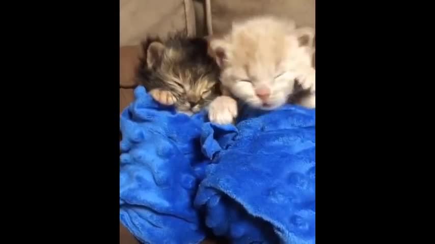 Cute baby animals Videos Compilation cute moment of the animals - Soo Cute! #45