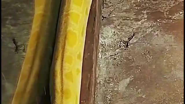 Is this a golden python? Have you ever seen a golden python?