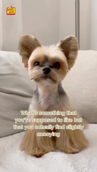 Animals Getting Shocked Animals Electric Fence Funny