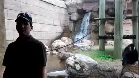 Man Wants to Pose the Video, But Jealous alpha male monkey “attacks” Him| REVIEW