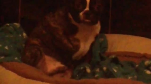 Frenchie sitting in its bed scratching pelvis