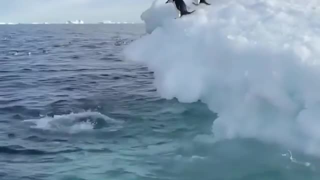 Penguin Jump
