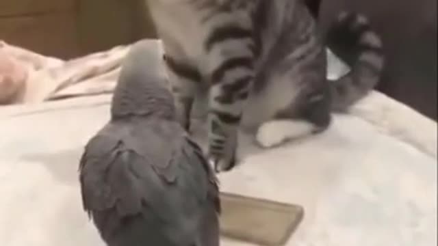 Funny Cats 2021 😂😹Cat vs Parrot ➤😂😹Do not laugh➤➤Is it funny_ ➤➤➤Why are they together