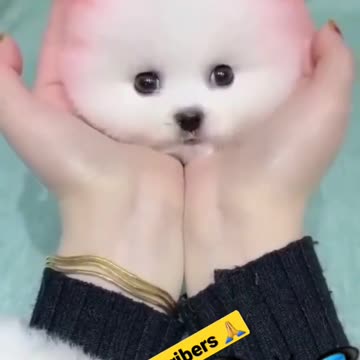 😍🐕_🦺🐕cute dog #toypom#reels #animals #shots #YouTube #doglovers