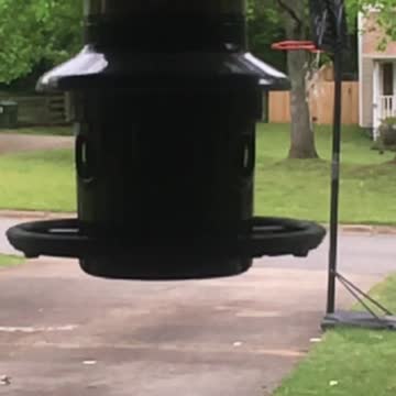 Wood pecker sweet slo mo