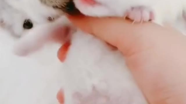 CRAZY ANIMALS - BEST OF THE 2022 FUNNY ANIMAL VIDEOS