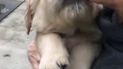 I lick, I lick, I lick
