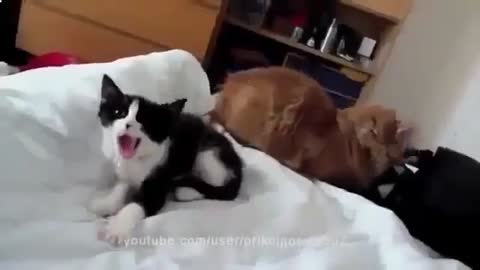 Funny animals