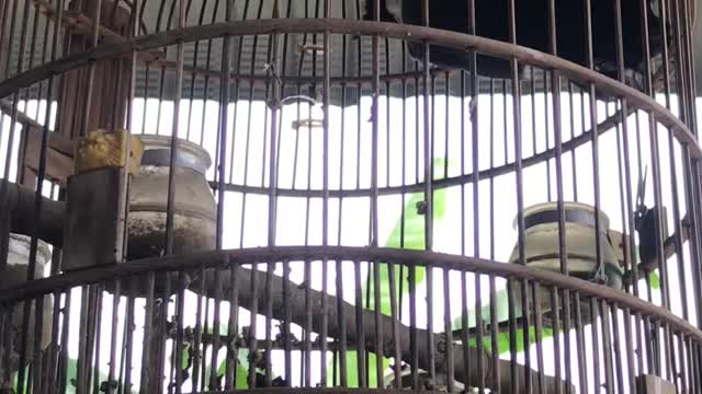 dancing bird in cage 01