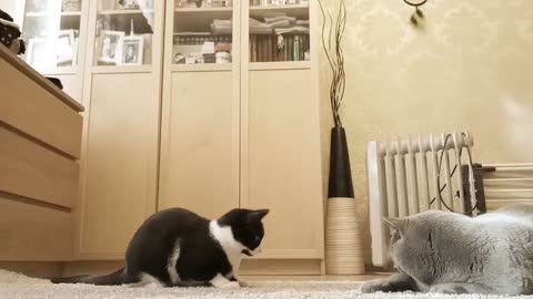 Funny clip-two twisted cats doing funny behavior