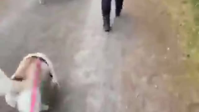 Dogs Towls to complain while waking with owner