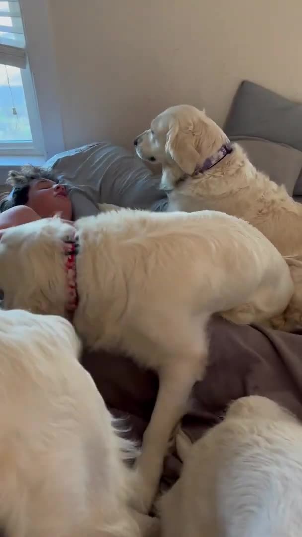 Dogs Wake Teenager up!