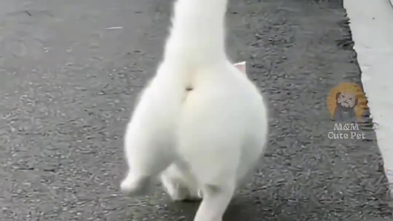 Funny and Cute Cats Videos #329