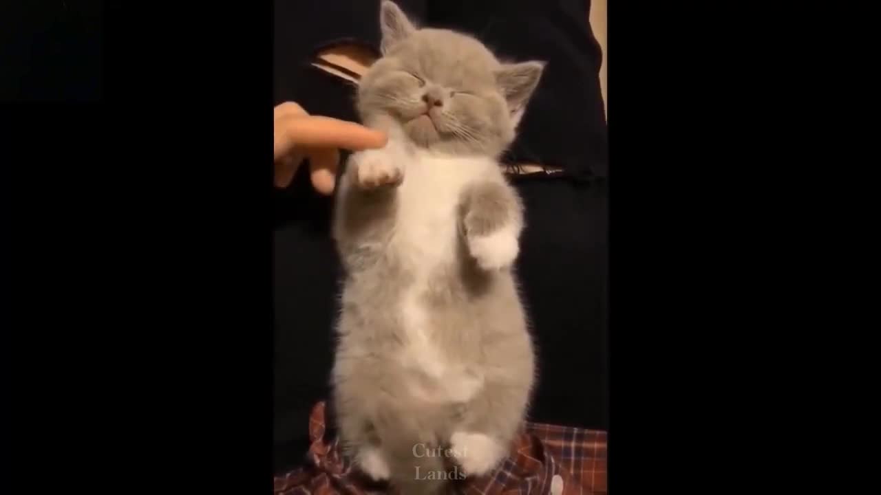 Funny/cute/adorable pets