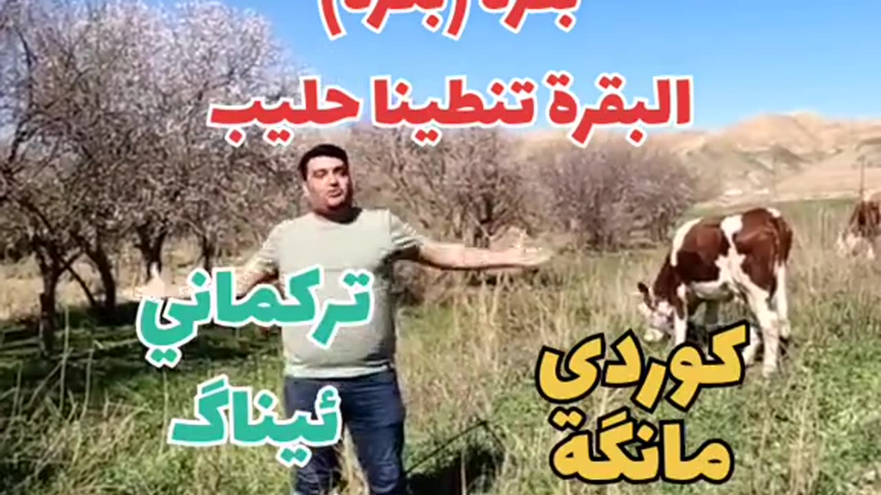 البقرة تنطينا حليب بلكوردي وبلتركماني #وسام_بترول #تحشيش_وضحك