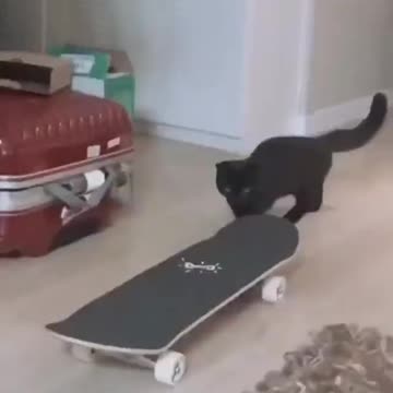 cat trying to ride a skateboard