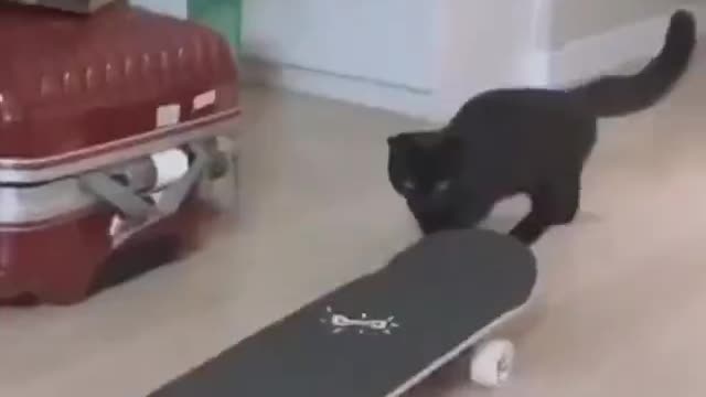 cat trying to ride a skateboard